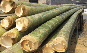A pile of freshly chopped bamboo, sustainably harvested.