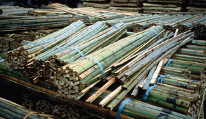Several bundles of drying bamboo awaiting quality control and shipping.