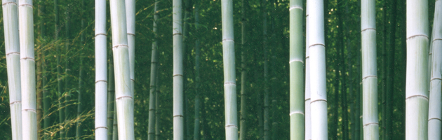 A few culms of bamboo in the foreground in a bamboo forest