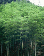 A tuft of bamboo forest.