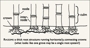 A diagram describing the structure of a couple bamboo culms, depicting the 'nodes' and 'internodes', the 'crown' at ground level, and a 'rhizome' root mass connecting them all.